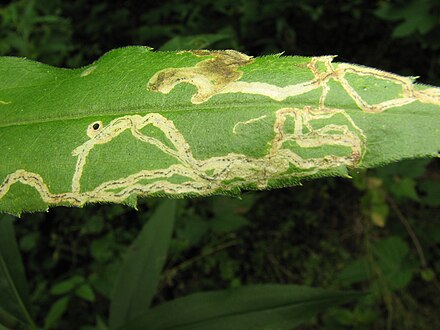 Mines of Phytomyza sp. on leaf of Solidago.