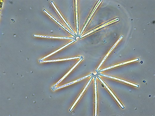 Diatoms linked in a colonial chain [54]