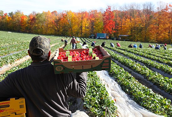 Picker on a strawberry field in East-Canada