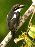 Pied Puffbird.png