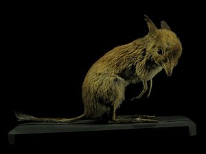 Ein Paratyp des Nördlichen Stützbeutlers (Chaeropus yirratji) ausgestellt im Muséum national d’histoire naturelle in Paris