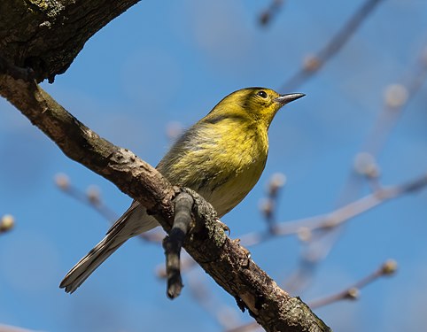 Pine warbler, Green-Wood Cemetery