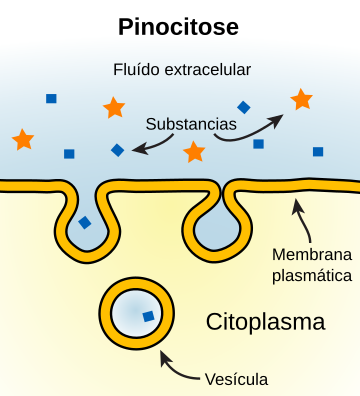 Pinocitose