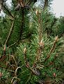 Pinus-mugo.JPG