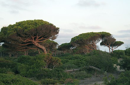 https://upload.wikimedia.org/wikipedia/commons/thumb/b/b2/Pinus_pinea_Costa_Sancti_Petri.jpg/440px-Pinus_pinea_Costa_Sancti_Petri.jpg