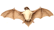 Thumbnail for Rüppell's bat