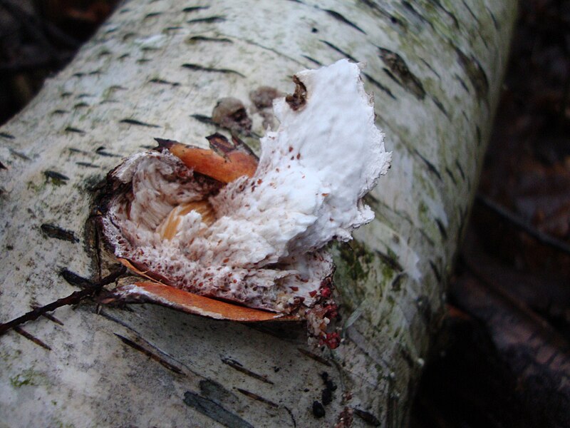 File:Piptoporus betulinus attachment to tree.JPG