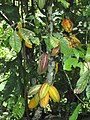 Planta de cacao en el estado Carabobo. El cacao venezolano es denominado por expertos como uno de los mejores del mundo.
