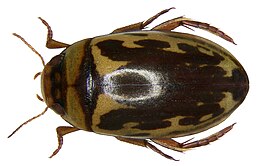 Dėmėtasis platambusas (Platambus maculatus)