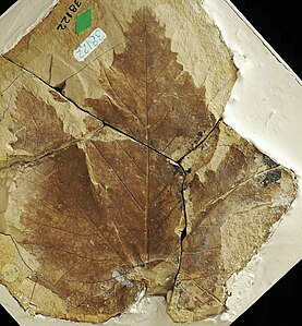 Hoja de Platanus dissecta' del mioceno, Formación Latah
