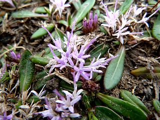 <span class="mw-page-title-main">Platycarpheae</span> Tribe of flowering plants