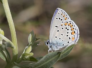 Plebejus modicus