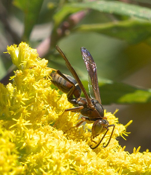 File:Polistes fuscatus P1330735b.jpg