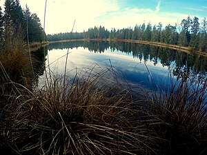 Pollinger Weiher 004.jpg