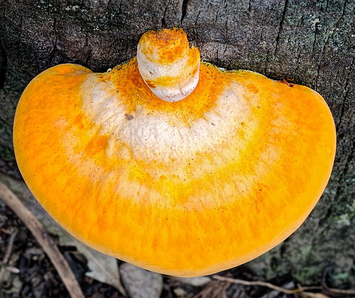 File:Polyporus australiensis 489704.jpg