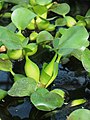 Pontederia crassipes, Pontederia gruboogonkowa, syn. Eichhornia crassipes, 2019-05-03