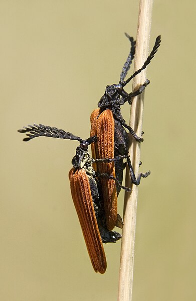 File:Porrostoma rhipidius444.jpg