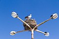 Storchennest in Faro, Portugal