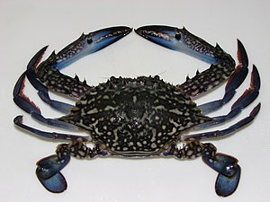 Great Pacific swimming crab (male)