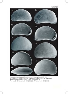 Potamocypris arcuata.pdf