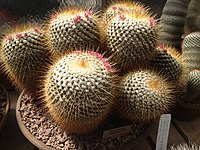 If one were to notice a potted plant falling, one might automatically react so as to catch it. However, upon noticing it was a cactus, inhibitory processes would work to withhold that action. A similar process could work with memories that are prepotent but inappropriate for a given situation. PottedCactus.jpg