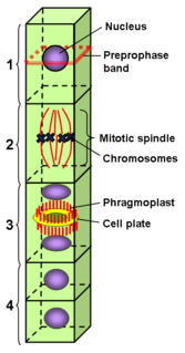 Preprophase band Dense band of microtubules that appears beneath the cell membrane just before cell division in cells of higher plants