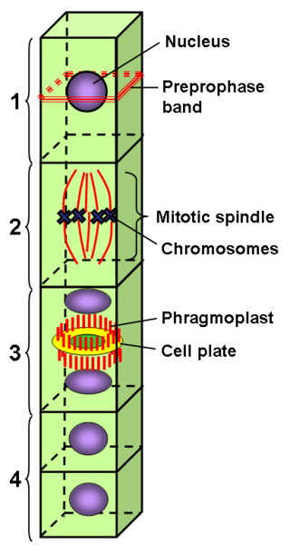 <span class="mw-page-title-main">Preprophase band</span> Array found in plant cells that are about to undergo cell division