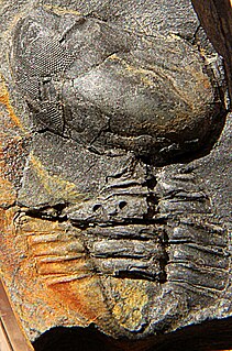 <i>Pricyclopyge</i> genus of arthropods (fossil)