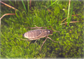 October 9: Pringleophaga marioni, a subantarctic moth