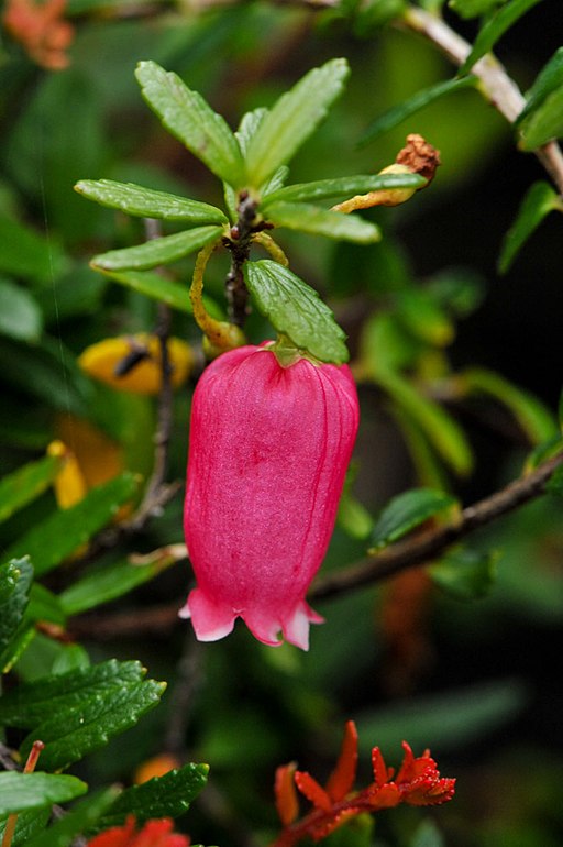 Prionotes cerinthoides single flower