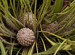 Thumbnail for Protea scabriuscula