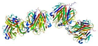 <span class="mw-page-title-main">Ectodysplasin A</span> Protein-coding gene in humans