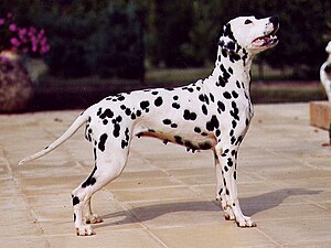 Dalmatiner – Wikipedia