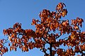 * Nomination Autumn colored leaves of a cherry tree (Prunus avium) --Uoaei1 04:08, 29 June 2021 (UTC) * Promotion  Support Good quality -- Johann Jaritz 04:11, 29 June 2021 (UTC)