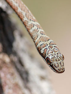 <i>Psammophis subtaeniatus</i> Snake species