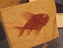 Splendid alfonsino - Wikipedia