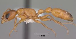 Pseudomyrmex apache