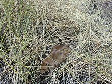 Desert mouse Pseudomys desertor TPartridge.JPG