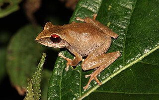 <i>Pseudophilautus alto</i> Species of amphibian