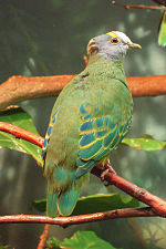 Thumbnail for Coroneted fruit dove