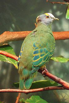 Ptilinopus coronulatus - Central Park Zoo - 8a.jpg