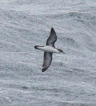 <span class="mw-page-title-main">Boyd's shearwater</span> Species of bird