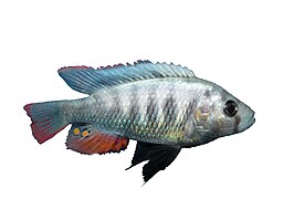 Haplochromis pundamilia