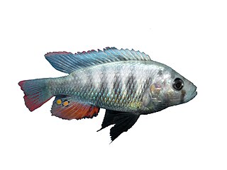 Haplochromis pundamilia