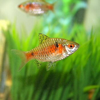 English: Photo of Puntius Padamya or Odessa barb