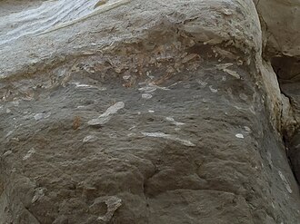 Trace fossils in Purisima Formation sandstone at San Gregorio State Beach in California Purisima Formation Trace Fossils.jpg