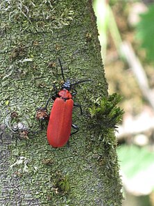 Cardinal beetle on bark Pyrochroa coccinea, (Cardinal Beetle), Arnhem-zuid, The Netherlands.jpg