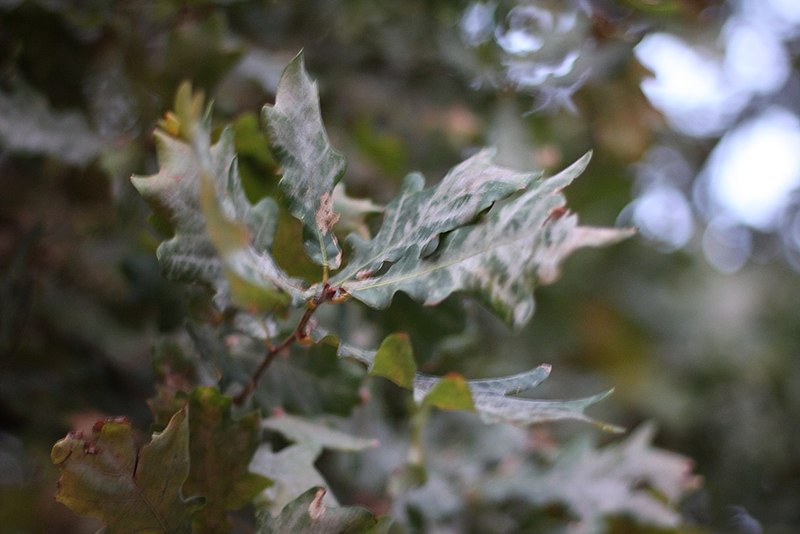 File:Quercus robur - Hrast luznjak (4).jpg