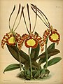 Psychopsis papilio (as syn. Oncidium papilio) Plate 279 in: R.Warner - B.S.Williams: The Orchid Album (1882-1897)