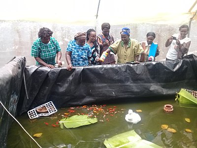 Rural women at Rachel’s demonstration indoor gold fish farming site. With limited land, women have learnt how to innovatively farm and improve their livelihoods.
